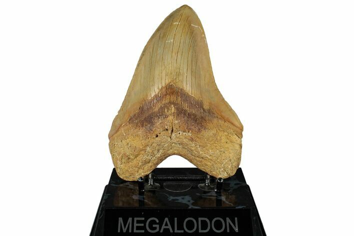 Serrated, Fossil Megalodon Tooth From Morocco - Rare Location #352996